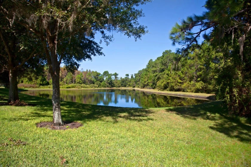 Florida pond in park in Palm Harbor FL
